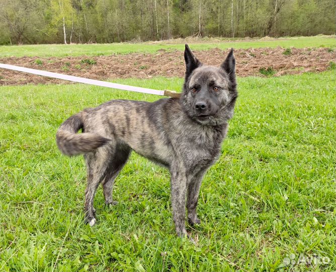 Голландская овчарка метис в дар