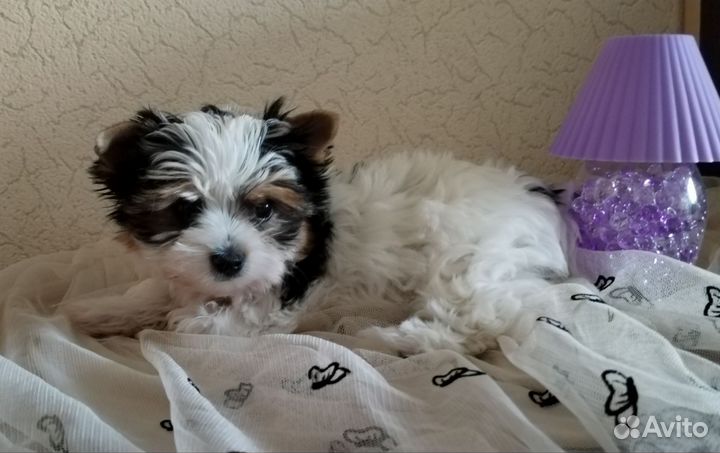 Щенки бивер йорка мини девочка