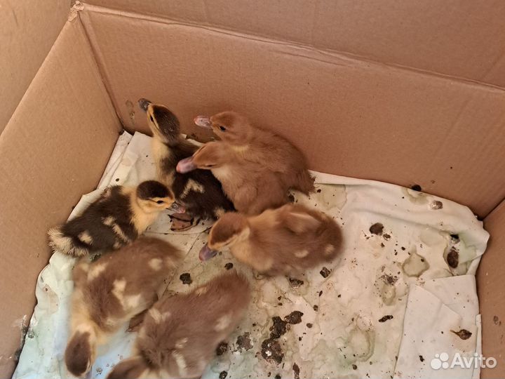 Продам индоутят