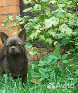 Шоколадный кобель для вязки маленького размера