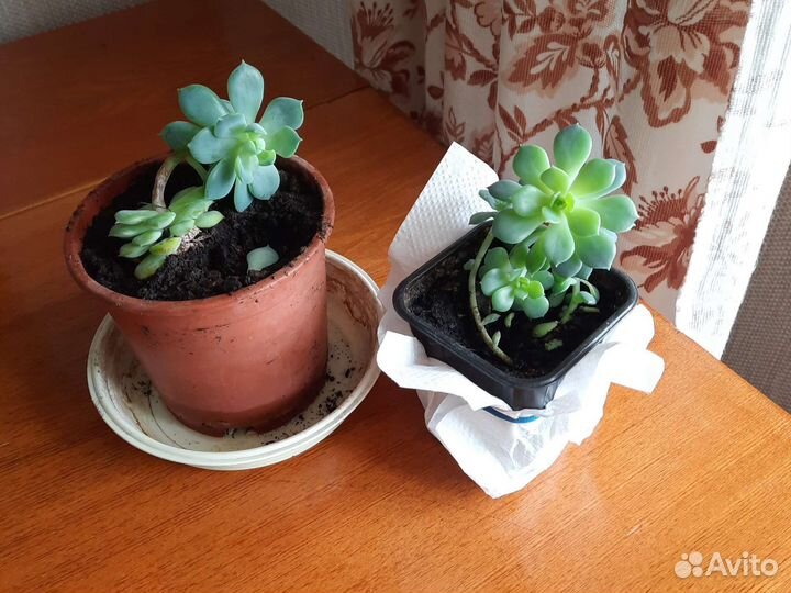 Алоэ (столетник), толстянка, декабрист и др