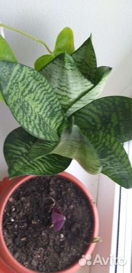 Алоэ лечебный