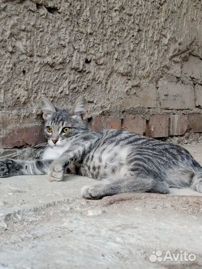 Двое котят девочка мальчик три месяца