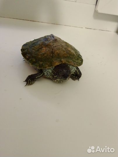 Домашние животные грызуны