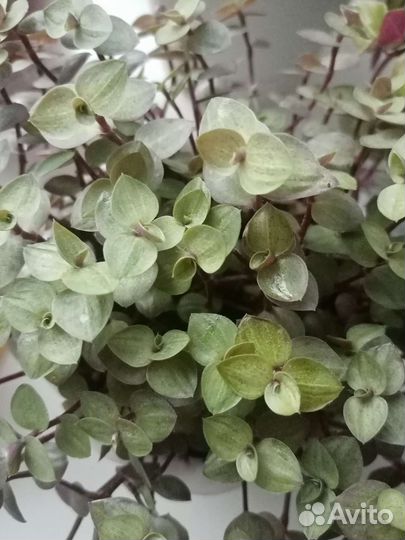 Традесканции