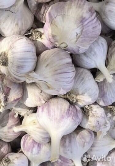Чеснок