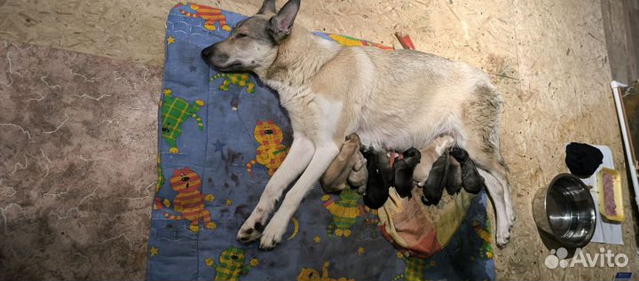 Щенки, помесь хаски