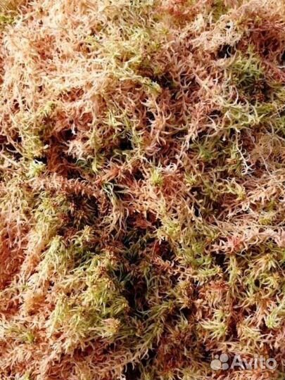 Грунт для ароидных. Агробалт 