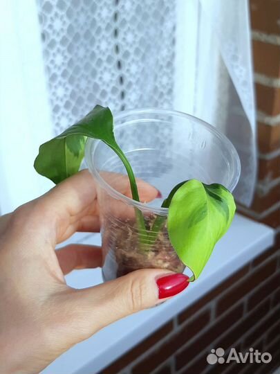 Спатифиллум Волшебник