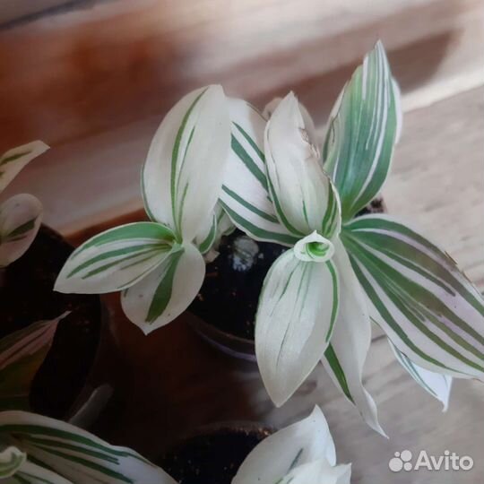 Традесканция