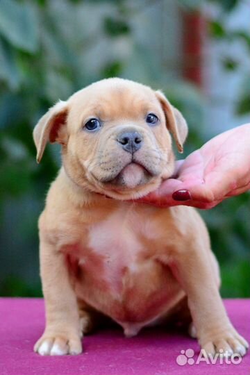 Американский Булли покет щенки