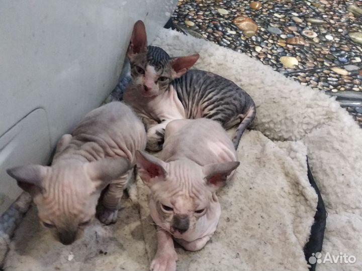 Донской сфинкс котята