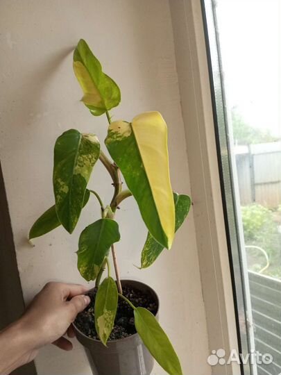 Филодендрон Сиам Санрайз