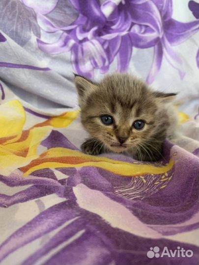 Милые котята