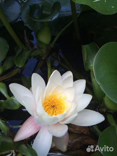 Нимфея розовая