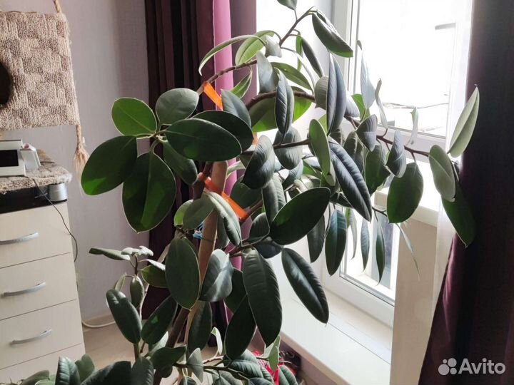 Фикус взрослый с горшком