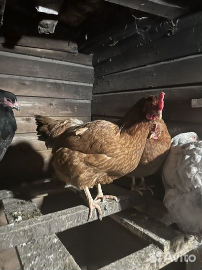 Семья Фоки чик петух+курица