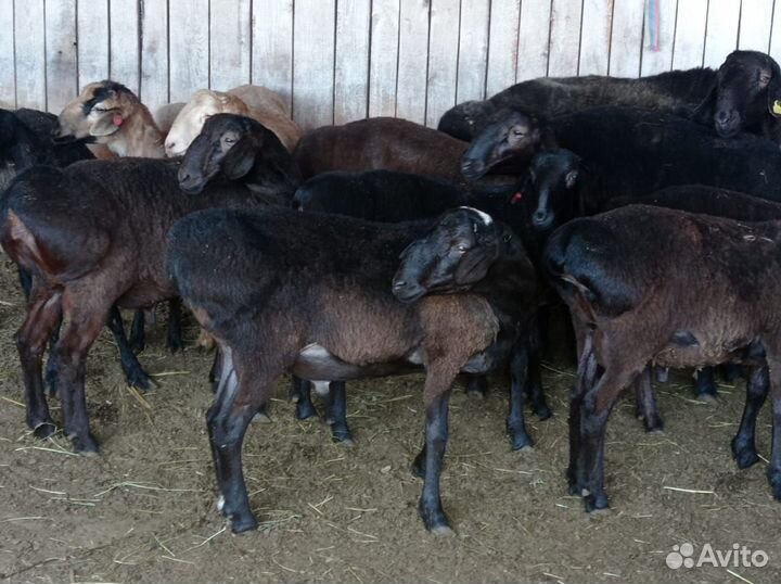 Бараны гиссарской породы