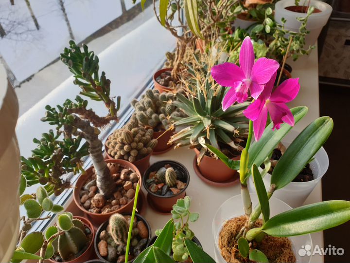 Орхидея Каттлея Chief Dancing Red Dream