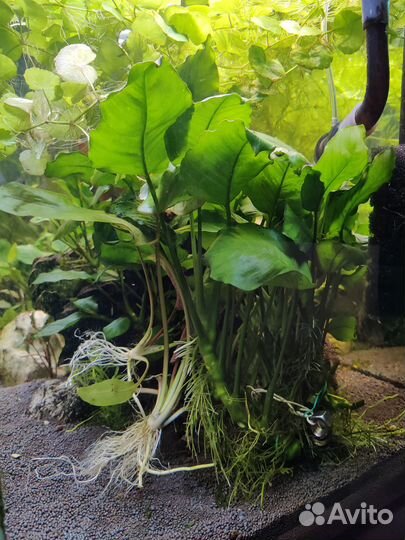 Аквариумные растения Анубиас, Эхинодорус