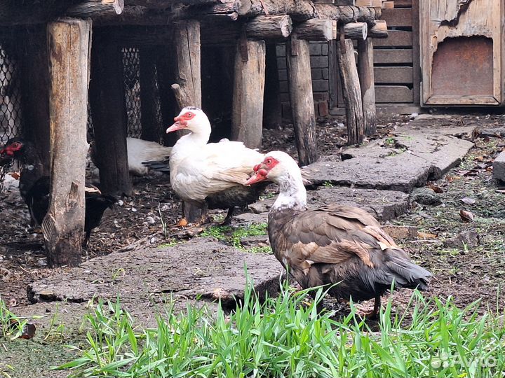 Индоутки и селезни