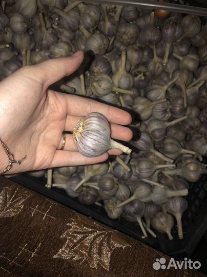 Чеснок