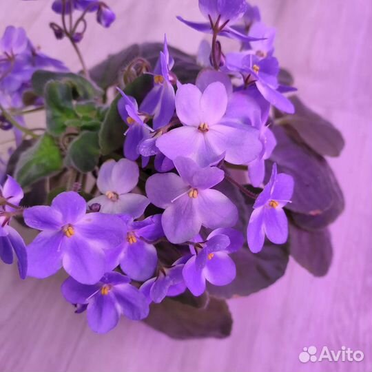 Фиалка сортовая
