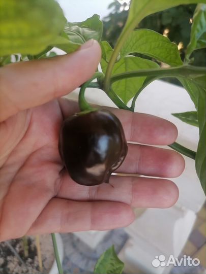 Тринедат скорпион, хабанэра, нага вайпер и т.п