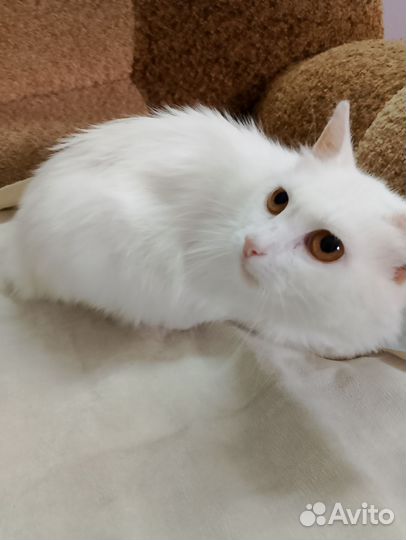 Белая кошка