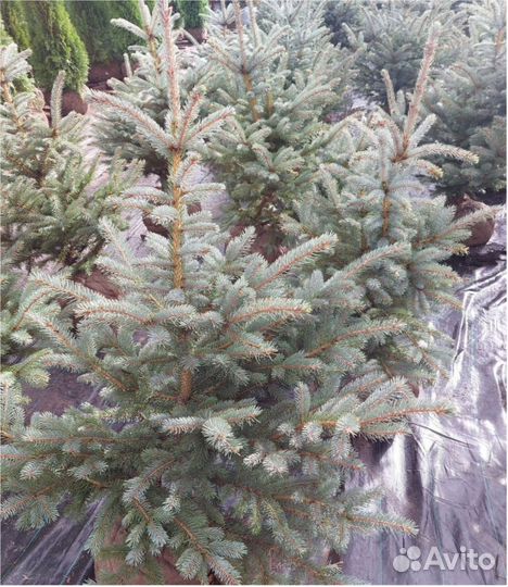 Кедр сибирский Сосна Туя Смарагд всех размеров Ель