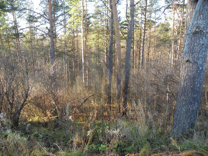 Участок 1,63 га (СНТ, ДНП)