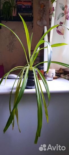 Комнатные растения