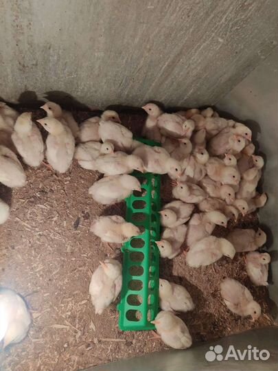 Фермерские продукты