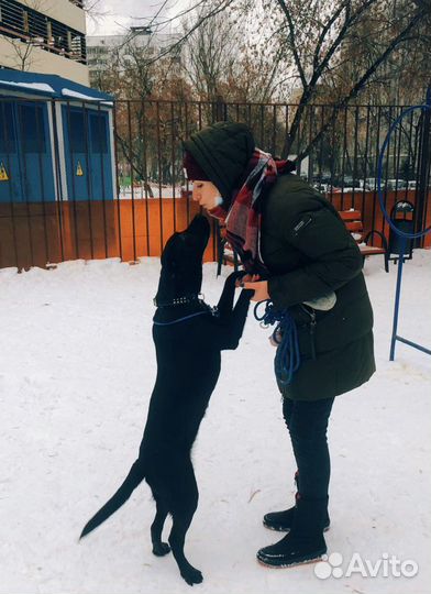 Выгул собак, няня и передержка для животных