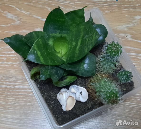 Кактусы и суккуленты