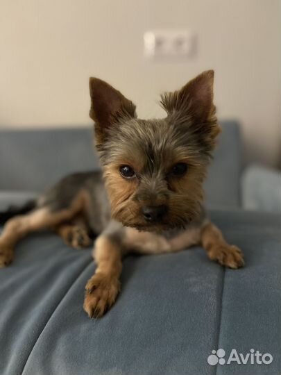 Вязка собак йорк