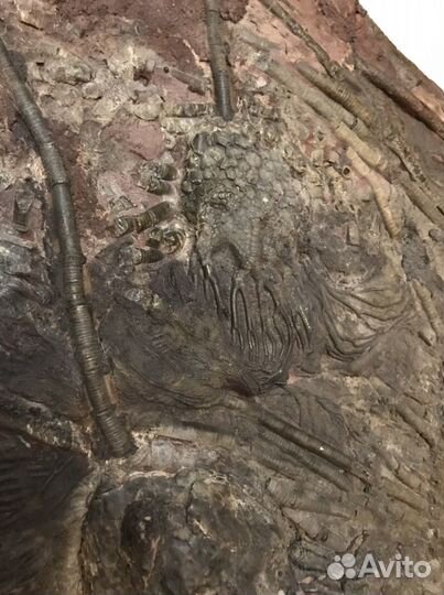 Окаменелые морские лилии Криноидеи