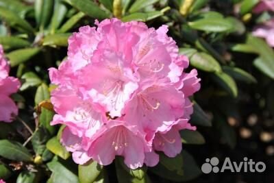 Декоративное растение Рододендрон. Саженцы
