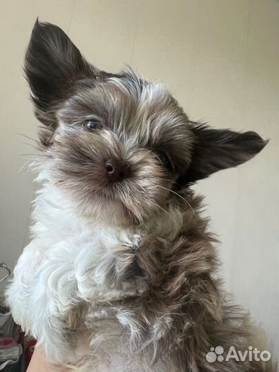 Щенки бивер йорка супер мини, мини и стандарт