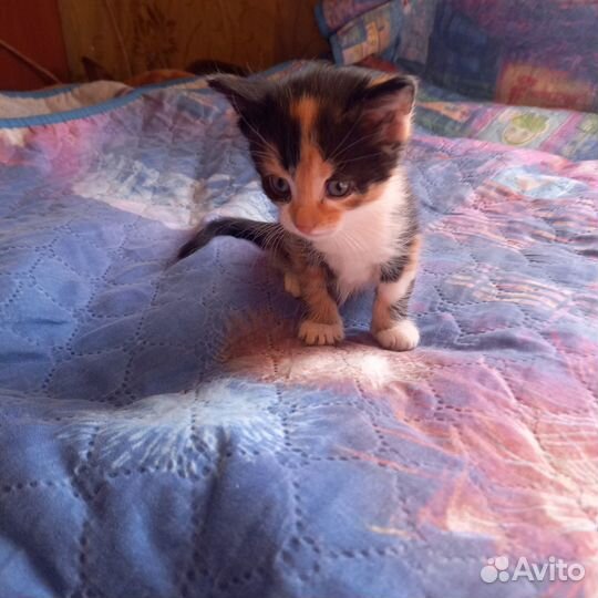 Отдам в добрые руки котят