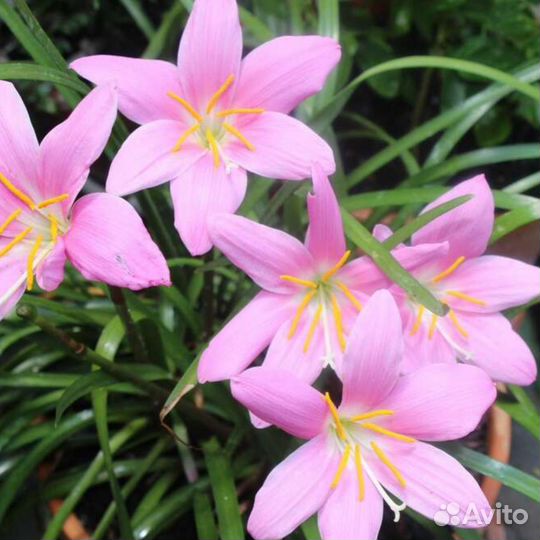 Зефирантесы белый и розовый