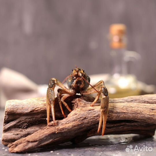 Живые раки волжские с доставкой
