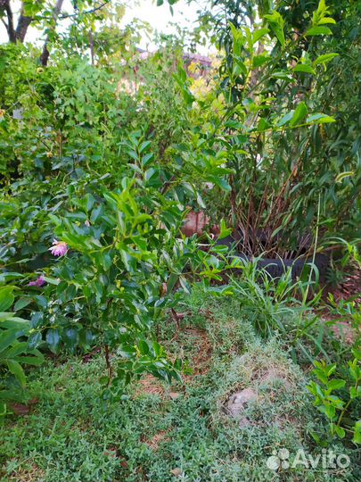 Саженцы зизифуса