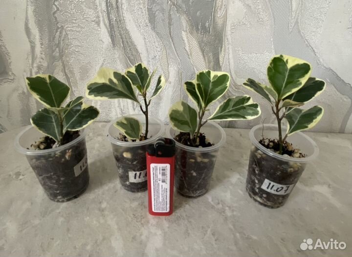 Фикус триангулярис