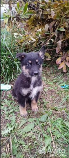 Отдам в добрые руки