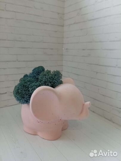 Кашпо со мхом