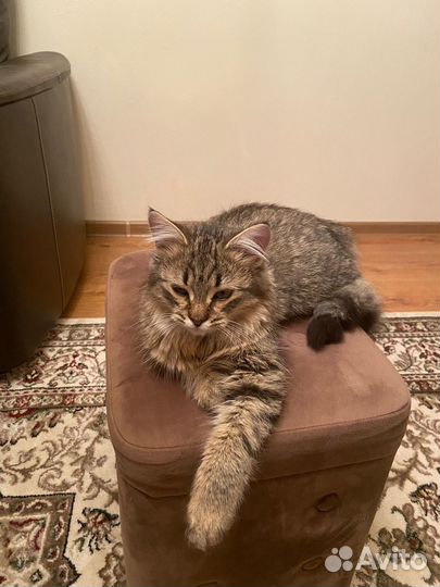 Добрый котенок