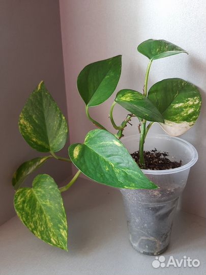 Сциндапсус