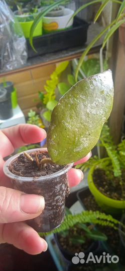 Хойя микрофила Сноу квин