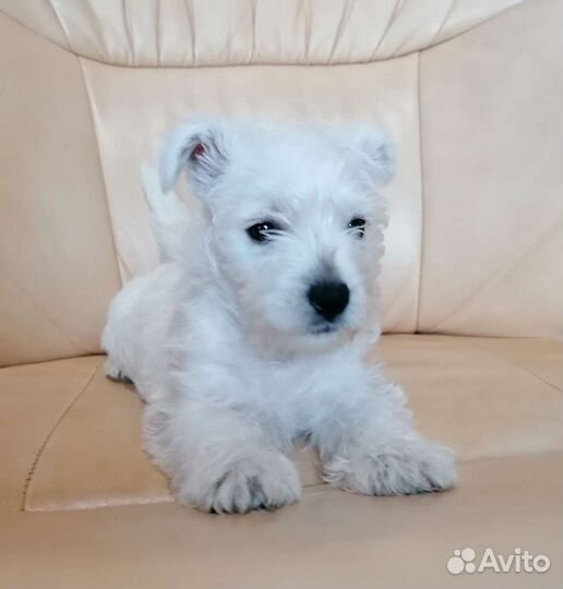 Вест хайленд вайт терьер